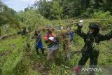 Petugas Badan Narkotika Nasional Provinsi (BNNP) Aceh bersama TNI dan Polri mencabut tanaman ganja saat pemusnahan dengan cara dibakar di kawasan pegunungan Seulawah, Kabupaten Aceh Besar, Aceh, (22/8/2022). Dalam operasi tersebut, BNNP Aceh memusnahkan  sekitar empat hektare tanaman ganja di dua lokasi dan sebagian di antaranya telah dipanen, sementara  pemiliknya tanaman ganja tersebut tidak berhasil diamankan.. ANTARA FOTO/Ampelsa.