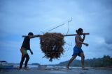 Panen Melimpah Harga Rumput Laut Turun