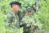 Sebanyak 95.000 batang ganja di Aceh Besar dimusnahkan