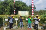 Rayakan HUT RI Ke-77, Sunpride pacu produksi golden melon dengan pengaplikasian teknologi