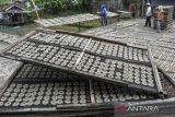 Pekerja menjemur kerupuk di pabrik Sehati, Desa Cisadap, Kabupaten Ciamis, Jawa Barat, Selasa (23/8/2022). Pelaku industri kerupuk memperkecil ukuran dan menaikan harga kerupuk menjadi Rp15 ribu per kilogram akibat harga bahan baku tepung naik dari sebelumnya Rp700 ribu menjadi Rp1 juta per kuital. ANTARA FOTO/Adeng Bustomi/agr