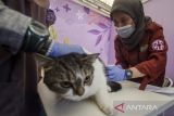 Petugas melakukan vaksinasi rabies gratis bagi kucing di Bandung, Jawa Barat, Selasa (23/8/2022). Sedikitnya 200 dosis vaksin rabies disuntikkan untuk kucing peliharaan dan kucing jalanan dalam mencegah penyakit khususnya rabies sekaligus guna mewujudkan 