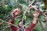 Petani memanen kopi jenis ekselsa di Wonosalam, Kabupaten Jombang,  Jawa Timur, Selasa (23/8/2022). Kopi ekselsa merupakan salah satu produk unggulan di Wonosalam dan menjadi komoditas ekspor, karena dikenal memiliki karakteristik yang unik dibandingkan wilayah lain yakni tingkat keasaman yang khas dengan harga jual ditingkat petani Rp32 ribu perkilogram untuk biji kopi mentah asalan. ANTARA Jatim/Syaiful Arif/zk