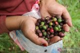 Petani memanen kopi jenis ekselsa di Wonosalam, Kabupaten Jombang,  Jawa Timur, Selasa (23/8/2022). Kopi ekselsa merupakan salah satu produk unggulan di Wonosalam dan menjadi komoditas ekspor, karena dikenal memiliki karakteristik yang unik dibandingkan wilayah lain yakni tingkat keasaman yang khas dengan harga jual ditingkat petani Rp32 ribu perkilogram untuk biji kopi mentah asalan. ANTARA Jatim/Syaiful Arif/zk