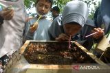 Pelajar menyedot madu lebah kelulut (Trigona sp) saat praktek belajar alam di lokasi budidaya Desa Blang Bintang, Kabupaten Aceh Besar, Aceh, Kamis (25/8/2022). Edukasi kepada anak sekolah yang tengah mengikuti belajar alam itu untuk mengenal dan mengetahui budidaya ternak madu lebah dan populasinya yang bergantung pada kondisi lingkungan sekitarnya. ANTARA FOTO/Ampelsa.