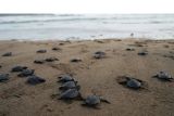 Ratusan tukik dilepasliarkan di Pantai Trenggalek Jatim