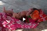 Tega, bayi masih hidup dibuang orang tuanya di berugak Pringgabaya Lotim (Video)