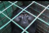 Seekor monyet Darre (Macaca maura) berada di sangkar saat dijadikan barang bukti kasus tindak pidana konservasi sumber daya alam hayati dan ekosistem, dalam konferensi pers di Polda Jawa Timur, Surabaya, Jawa Timur, Jumat (26/8/2022). Polda Jawa Timur menangkap lima tersangka atas kasus dugaan memperjual-belikan satwa-satwa dilindungi secara ilegal dan mengamankan barang bukti 291 ekor burung, 11 ekor mamalia dan dua ekor reptil. ANTARA FOTO/Didik Suhartono/nym.