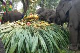 Gajah jinak Way Kambas makan banyak buah di perayaan HUT Pusat Latihan Gajah