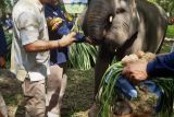 Atraksi dan tunggang gajah jinak di Way Kambas diganti wisata edukasi