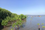 Luwu dan Lutra penyumbang terbesar kerusakan mangrove di Sulsel