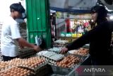 Harga telur ayam di Makassar merangkak naik akibat mahalnya pakan ternak