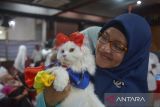 Peserta mengikuti lomba cat fashion week pada peringatan Hari Kucing Sedunia di Plaza Aceh, Banda Aceh, Minggu (28/8/2022). Peringatan Hari Kucing Sedunia dimeriahkan dengan  kegiatan  lomba kucing makan, cat fashion week dan koustum owner yang diikuti puluhan peserta dari komunitas pencinta binatang. ANTARA FOTO/Ampelsa.