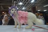 Peserta mengikuti lomba cat fashion week pada peringatan Hari Kucing Sedunia di Plaza Aceh, Banda Aceh, Minggu (28/8/2022). Peringatan Hari Kucing Sedunia dimeriahkan dengan  kegiatan  lomba kucing makan, cat fashion week dan koustum owner yang diikuti puluhan peserta dari komunitas pencinta binatang. ANTARA FOTO/Ampelsa.