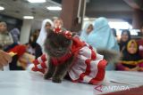Peserta mengikuti lomba cat fashion week pada peringatan Hari Kucing Sedunia di Plaza Aceh, Banda Aceh, Minggu (28/8/2022). Peringatan Hari Kucing Sedunia dimeriahkan dengan  kegiatan  lomba kucing makan, cat fashion week dan koustum owner yang diikuti puluhan peserta dari komunitas pencinta binatang. ANTARA FOTO/Ampelsa.