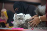 Peserta mengikuti lomba kucing makan pada peringatan Hari Kucing Sedunia di Plaza Aceh, Banda Aceh, Minggu (28/8/2022). Peringatan Hari Kucing Sedunia dimeriahkan dengan   lomba kucing makan, cat fashion week dan koustum owner yang diikuti puluhan peserta dari komunitas pencinta binatang. ANTARA FOTO/Ampelsa.