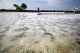 Pekerja memanen garam di Desa Tambak Cemandi, Sedati, Sidoarjo, Jawa Timur, Sabtu (27/8/2022). Petani garam di kawasan tersebut mulai panen setelah hampir tiga bulan akibat cuaca yang tidak stabil. ANTARA Jatim/Umarul Faruq/zk 