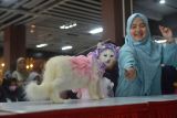 Peserta mengikuti lomba cat fashion week pada peringatan Hari Kucing Sedunia di Plaza Aceh, Banda Aceh, Minggu (28/8/2022). Peringatan Hari Kucing Sedunia dimeriahkan dengan kegiatan lomba kucing makan, cat fashion week dan kostum unik yang diikuti puluhan peserta dari komunitas pencinta binatang. ANTARA FOTO/Ampelsa/nym.