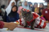 Peserta mengikuti lomba cat fashion week pada peringatan Hari Kucing Sedunia di Plaza Aceh, Banda Aceh, Minggu (28/8/2022). Peringatan Hari Kucing Sedunia dimeriahkan dengan kegiatan lomba kucing makan, cat fashion week dan kostum unik yang diikuti puluhan peserta dari komunitas pencinta binatang. ANTARA FOTO/Ampelsa/nym.