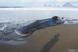 Seekor Hiu Paus atau Hiu Tutul (Rhincodon typus) mati terdampar di Pantai Dusun Bregoh, Desa Sumberejo, Ambulu, Jember, Jawa Timur, Senin (29/8/2022). Seekor Hiu Paus berukuran panjang delapan meter dan berat sekitar 1,5 ton yang ditemukan mati terdampar tersebut, termasuk kategori spesies dilindungi. ANTARA Jatim/Seno/zk