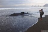 Seorang pewarta memoto Hiu Paus atau Hiu Tutul (Rhincodon typus)  mati terdampar di Pantai Dusun Bregoh, Desa Sumberejo, Ambulu, Jember, Jawa Timur, Senin (29/8/2022). Seekor Hiu Paus berukuran panjang delapan meter dan berat sekitar 1,5 ton yang ditemukan mati terdampar tersebut, termasuk kategori spesies dilindungi. ANTARA Jatim/Seno/ZK