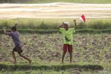 Dua orang anak bermain di sawah Kelurahan Ketami, Kota Kediri, Jawa Timur, Kamis (1/9/2022). Badan Pusat Statistik (BPS) mencatat Nilai Tukar Petani (NTP) nasional pada Agustus 2022 sebesar 106,31 atau naik 1,97 persen dibanding NTP bulan sebelumnya. Antara Jatim/Prasetia Fauzani/mas.