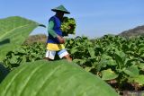 Petani memanen daun tembakau di Desa Tatung, Balong, Ponorogo, Jawa Timur, Kamis (9/1/2022). Menurut petani setempat, pada awal musim panen saat ini harga tembakau kering di tingkat petani Rp23 ribu higga Rp26 ribu per kilogram. Antara Jatim/Siswowidodo/mas.