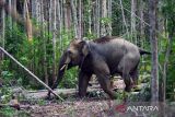 Seekor gajah ditemukan mati di kebun karet di Jambi