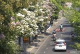 Sejumlah kendaraan melintas di ruas jalan yang di bagian pinggirnya ditanami pohon tabebuya di Jalan Mayjen Sungkono, Surabaya, Jawa Timur, Jumat (2/9/2022). Dinas Lingkungan Hidup (DLH) Kota Surabaya sejak tahun 2010 hingga saat ini telah menanam sebanyak 16.263 pohon tabebuya dengan spesies Tabebuia Rosea (berdaun lebar) dan Tabebuia Chrysantha (berdaun kecil) untuk menambah keindahan dan eksotisme Kota Pahlawan. Antara Jatim/Hidaniar Novitasari/mas.