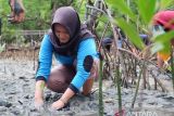 Artikel - Saskia, perempuan pejuang mangrove dari kampung Lantebung