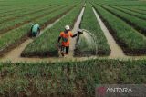Petani menyiram tanaman bawang merah di Kertajati, Majalengka, Jawa Barat, Minggu (4/9/2022). Petani padi di daerah itu beralih menanam bawang merah saat musim kemarau karena harga jualnya lebih tinggi sehingga lebih menguntungkan. ANTARA FOTO/Dedhez Anggara/agr