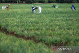 Petani menyiram tanaman bawang merah di Kertajati, Majalengka, Jawa Barat, Minggu (4/9/2022). Petani padi di daerah itu beralih menanam bawang merah saat musim kemarau karena harga jualnya lebih tinggi sehingga lebih menguntungkan. ANTARA FOTO/Dedhez Anggara/agr