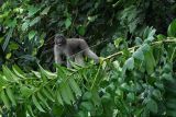 Seekor kera hitam khas Sulawesi bertengger di pohon