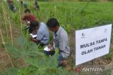 Sejumlah petani mengamati tanaman jagung pada lahan mulsa tanpa olah tanah saat mengikuti pelatihan sekolah lapangan Kader Udara Bersih Indonesia di Unit Diklat Pertanian dan Perkebunan Saree, Kabupaten Aceh Besar, Aceh, Senin (5/9/2022). Pelatihan Kader Udara Bersih Indonesia  yang diinisiasi Yayasan FIELD Indonesia berkerjasama dengan Kementerian Pertanian di delapan provinsi , termasuk Aceh itu mentarget melatih sebanyak 18 ribu petani hingga tahun 2023  dengan metodologi pengolahan lahan ramah lingkungan serta berperan dalam pencegahan  pembakaran dalam membuka lahan. ANTARA FOTO/Ampelsa.