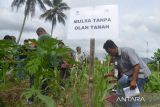 Sejumlah petani mengamati tanaman jagung pada lahan mulsa tanpa olah tanah saat mengikuti pelatihan sekolah lapangan Kader Udara Bersih Indonesia di Unit Diklat Pertanian dan Perkebunan Saree, Kabupaten Aceh Besar, Aceh, Senin (5/9/2022). Pelatihan Kader Udara Bersih Indonesia  yang diinisiasi Yayasan FIELD Indonesia berkerjasama dengan Kementerian Pertanian di delapan provinsi , termasuk Aceh itu mentarget melatih sebanyak 18 ribu petani hingga tahun 2023  dengan metodologi pengolahan lahan ramah lingkungan serta berperan dalam pencegahan  pembakaran dalam membuka lahan. ANTARA FOTO/Ampelsa.