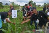 Sejumlah petani mengamati tanaman jagung pada lahan mulsa tanpa olah tanah saat mengikuti pelatihan sekolah lapangan Kader Udara Bersih Indonesia di Unit Diklat Pertanian dan Perkebunan Saree, Kabupaten Aceh Besar, Aceh, Senin (5/9/2022). Pelatihan Kader Udara Bersih Indonesia  yang diinisiasi Yayasan FIELD Indonesia berkerjasama dengan Kementerian Pertanian di delapan provinsi , termasuk Aceh itu mentarget melatih sebanyak 18 ribu petani hingga tahun 2023  dengan metodologi pengolahan lahan ramah lingkungan serta berperan dalam pencegahan  pembakaran dalam membuka lahan. ANTARA FOTO/Ampelsa.