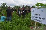 Sejumlah petani mengamati tanaman jagung pada lahan bedengan kayu (hugelkultur) saat mengikuti pelatihan sekolah lapangan Kader Udara Bersih Indonesia di Unit Diklat Pertanian dan Perkebunan Saree, Kabupaten Aceh Besar, Aceh, Senin (5/9/2022). Pelatihan Kader Udara Bersih Indonesia  yang diinisiasi Yayasan FIELD Indonesia berkerjasama dengan Kementerian Pertanian di delapan provinsi , termasuk Aceh itu mentarget melatih sebanyak 18 ribu petani hingga tahun 2023  dengan metodologi pengolahan lahan ramah lingkungan serta berperan dalam pencegahan  pembakaran dalam membuka lahan. ANTARA FOTO/Ampelsa.