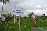 Sejumlah petani mengamati tanaman jagung pada lahan konvensional saat mengikuti pelatihan sekolah lapangan Kader Udara Bersih Indonesia di Unit Diklat Pertanian dan Perkebunan Saree, Kabupaten Aceh Besar, Aceh, Senin (5/9/2022). Pelatihan Kader Udara Bersih Indonesia  yang diinisiasi Yayasan FIELD Indonesia berkerjasama dengan Kementerian Pertanian di delapan provinsi , termasuk Aceh itu mentarget melatih sebanyak 18 ribu petani hingga tahun 2023  dengan metodologi pengolahan lahan ramah lingkungan serta berperan dalam pencegahan  pembakaran dalam membuka lahan. ANTARA FOTO/Ampelsa.