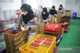 Pekerja mengolah stroberi yang telah dipanen di Kebun La Fresa, Pasir Ipis, Lembang, Kabupaten Bandung Barat, Jawa Barat, Selasa (6/9/2022). Kebun La Fresa Strawberi yang merupakan salah satu UMKM binaan BNI tersebut mampu mengolah satu ton buah stroberi menjadi berbagai macam produk seperti sari buah, makanan ringan dan selai serta telah dipasarkan ke berbagai daerah Indonesia dengan harga Rp30 ribu hingga Rp60 ribu per buah. ANTARA FOTO/Raisan Al Farisi/agr