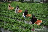 Pekerja memanen buah stroberi di Kebun La Fresa, Pasir Ipis, Lembang, Kabupaten Bandung Barat, Jawa Barat, Selasa (6/9/2022). Kebun La Fresa Strawberi yang merupakan salah satu UMKM binaan BNI tersebut mampu mengolah satu ton buah stroberi menjadi berbagai macam produk seperti sari buah, makanan ringan dan selai serta telah dipasarkan ke berbagai daerah Indonesia dengan harga Rp30 ribu hingga Rp60 ribu per buah. ANTARA FOTO/Raisan Al Farisi/agr