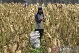 Petani memanen jagung untuk kebutuhan bahan baku pakan ternak ayam di Desa Babakan Kondang, Kecamatan Cikoneng, Kabupaten Ciamis, Jawa Barat, Rabu (7/9/2022). Pemerintah menargetkan swasembada jagung pada tahun 2024 untuk mengurangi impor jagung sebesar mencapai 3,5 juta ton. ANTARA FOTO/Adeng Bustomi/agr
