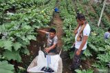 Di Padang Pariaman, petani kini gemar tanam terong