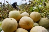 Pekerja memanen buah melon di Kelun, Kota Madiun, Jawa Timur, Kamis (8/9/2022). Menurut petani setempat harga buah melon di tingkat petani saat ini Rp3.000 hingga Rp5.000 per kilogram tergantung kualitas, mengalami penurunan bila dibanding hasil panen bulan Juni lalu Rp4.000 hingga Rp6.000 per kilogram akibat melimpahnya hasil panen di sejumlah daerah. Antara Jatim/Siswowidodo/mas.