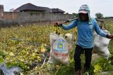 Pekerja memikul buah melon yang dipanen di Kelun, Kota Madiun, Jawa Timur, Kamis (8/9/2022). Menurut petani setempat harga buah melon di tingkat petani saat ini Rp3.000 hingga Rp5.000 per kilogram tergantung kualitas, mengalami penurunan bila dibanding hasil panen bulan Juni lalu Rp4.000 hingga Rp6.000 per kilogram akibat melimpahnya hasil panen di sejumlah daerah. Antara Jatim/Siswowidodo/mas.