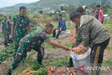 Kasdim 0309/Solok panen wortel di lahan program pemberdayaan prajurit dan masyarakat produktif