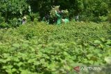 Sejumlah petanibersama siswa pertanian yang mengikuti praktek lapangan memanen nilam (Pogostemon cablin) di daerah pedalaman Desa Geunteut, Kecamatan Lhoong, Kabupaten Aceh Besar, Aceh, Sabtu (10/9/2022). Kelompok tani mandiri di daerah  itu menyatakan tanaman nilam yang baru dikembangkan  seluas 30 hektare dari potensi lahan yang tersedia sekitar 150 hektare, sedangkan produksi kisaran empat ton nilam kering per hektare dan jika disuling  dalam jumlah satu ton nilam kering menghasilkan sekitar 25 hingga 30 kilogram minyak atsiri  (aetheric oil) dengan harga pasar masih rendah Rp 500 ribu per kilogram. ANTARA FOTO/Ampelsa.