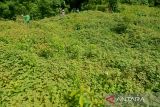 Sejumlah petanibersama siswa pertanian yang mengikuti praktek lapangan memanen nilam (Pogostemon cablin) di daerah pedalaman Desa Geunteut, Kecamatan Lhoong, Kabupaten Aceh Besar, Aceh, Sabtu (10/9/2022). Kelompok tani mandiri di daerah  itu menyatakan tanaman nilam yang baru dikembangkan  seluas 30 hektare dari potensi lahan yang tersedia sekitar 150 hektare, sedangkan produksi kisaran empat ton nilam kering per hektare dan jika disuling  dalam jumlah satu ton nilam kering menghasilkan sekitar 25 hingga 30 kilogram minyak atsiri  (aetheric oil) dengan harga pasar masih rendah Rp 500 ribu per kilogram. ANTARA FOTO/Ampelsa.