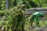 Sejumlah petanibersama siswa pertanian yang mengikuti praktek lapangan memanen nilam (Pogostemon cablin) di daerah pedalaman Desa Geunteut, Kecamatan Lhoong, Kabupaten Aceh Besar, Aceh, Sabtu (10/9/2022). Kelompok tani mandiri di daerah  itu menyatakan tanaman nilam yang baru dikembangkan  seluas 30 hektare dari potensi lahan yang tersedia sekitar 150 hektare, sedangkan produksi kisaran empat ton nilam kering per hektare dan jika disuling  dalam jumlah satu ton nilam kering menghasilkan sekitar 25 hingga 30 kilogram minyak atsiri  (aetheric oil) dengan harga pasar masih rendah Rp 500 ribu per kilogram. ANTARA FOTO/Ampelsa.