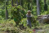 Sejumlah petanibersama siswa pertanian yang mengikuti praktek lapangan memanen nilam (Pogostemon cablin) di daerah pedalaman Desa Geunteut, Kecamatan Lhoong, Kabupaten Aceh Besar, Aceh, Sabtu (10/9/2022). Kelompok tani mandiri di daerah  itu menyatakan tanaman nilam yang baru dikembangkan  seluas 30 hektare dari potensi lahan yang tersedia sekitar 150 hektare, sedangkan produksi kisaran empat ton nilam kering per hektare dan jika disuling  dalam jumlah satu ton nilam kering menghasilkan sekitar 25 hingga 30 kilogram minyak atsiri  (aetheric oil) dengan harga pasar masih rendah Rp 500 ribu per kilogram. ANTARA FOTO/Ampelsa.