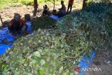 Petani memotong daun dan batang tanaman nilam  (Pogostemon cablin) saat panen di daerah pedalaman Desa Geunteut, Kecamatan Lhoong, Kabupaten Aceh Besar, Aceh, Sabtu (10/9/2022). Kelompok tani mandiri di daerah  itu menyatakan tanaman nilam yang baru dikembangkan  seluas 30 hektare dari potensi lahan yang tersedia sekitar 150 hektare, sedangkan produksi kisaran empat ton nilam kering per hektare dan jika disuling  dalam jumlah satu ton nilam kering menghasilkan sekitar 25 hingga 30 kilogram minyak atsiri  (aetheric oil) dengan harga pasar masih rendah Rp 500 ribu per kilogram. ANTARA FOTO/Ampelsa.